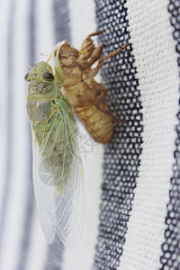 Cicada 胶状蝗灾翅膀害虫蜕皮刺槐图片