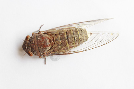 Cicada 胶状气候动物体食品酒吧动物害虫翅膀生物学动物学热带图片