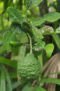 Kaffir 莱姆植物佛手柑食物绿色水果生长叶子蔬菜草本植物柠檬图片