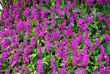 花园的兰花好香兰花园艺植物学环境热带紫色植物群林业图片