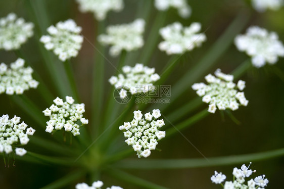 白野花阳光花瓣植物宏观草地草本植物植物学公园葫芦摄影图片