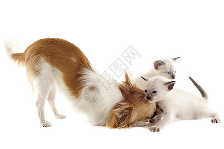 吉娃娃和暹罗小猫工作室犬类棕色伴侣白色连体动物朋友们宠物友谊图片
