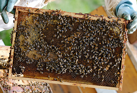 保管人守门员蜂蜜昆虫蜂房蜂巢蜜蜂图片