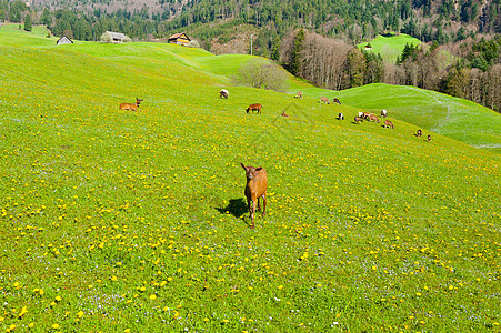 放牧山羊动物种植园国家村庄高山森林季节家畜阳光爬坡图片
