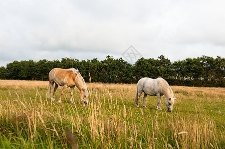 马匹草地爱好宠物棕色场地动物国家绿色森林农田图片