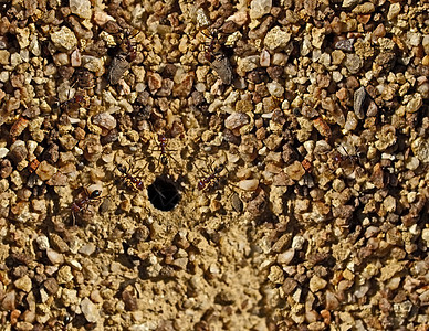 花岗岩纹理中的澳大利亚公牛蚂蚁巢条目图片