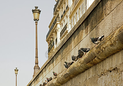 巴黎塞纳河岸的一排鸽子图片