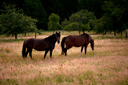 两匹马在早晨的牧场上夫妻农场动物场地草地棕色高山爬坡图片