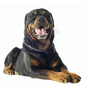 罗威纳犬工作室衣领黑色成人宠物动物犬类男性纳犬背景图片