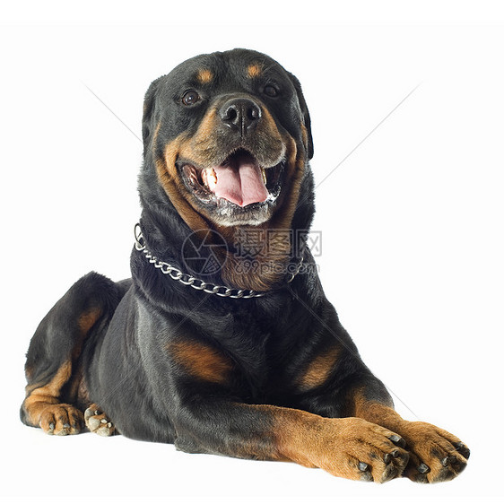 罗威纳犬工作室衣领黑色成人宠物动物犬类男性纳犬图片