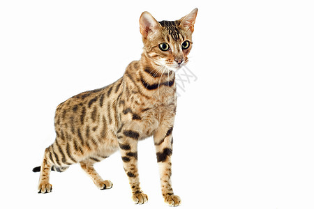 养猫棕色灰色豹纹宠物工作室警觉动物图片