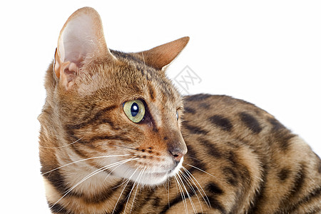 养猫警觉豹纹白色灰色工作室宠物眼睛绿色棕色动物图片