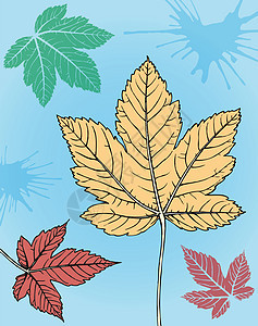 秋叶植物学环境树叶森林季节绿色黄色金子红色叶子图片