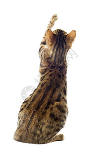 养猫宠物豹纹短毛工作室动物棕色爪子图片