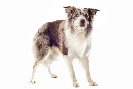 边边框collie棕色墙眼犬类男性宠物动物牧羊犬白色图片