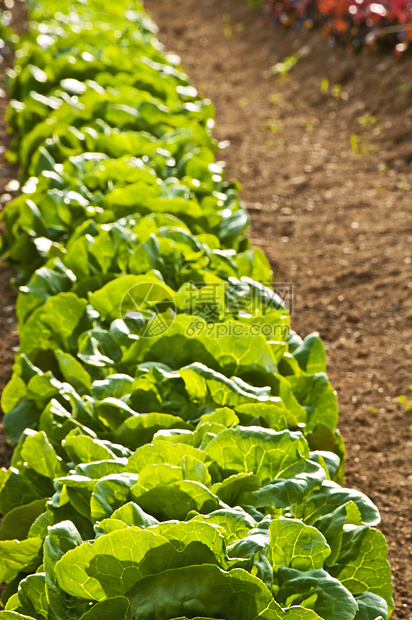 沙拉种植收成营养蔬菜生产花园栽培大地幼苗叶子食物图片