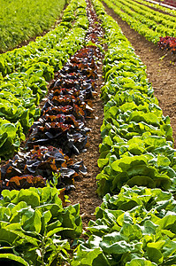 沙拉种植生产土壤收成园艺花园蔬菜大地土地食物农场图片
