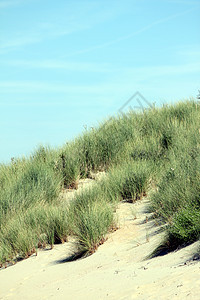 沙滩上的青草海岸天空植被沙丘植物绿色场景风景芦苇日落图片