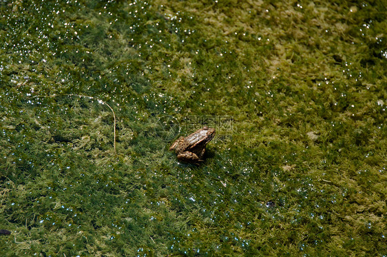 沼泽中的青蛙动物群太阳生物学野生动物池塘反射环境动物荒野花园图片