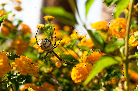 蜘蛛 Argiope 叶叶虫植物群捕食者腹部植物跳跃野生动物网络动物群昆虫花园图片