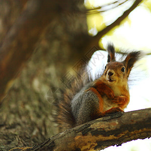 秋季森林中的松松鼠哺乳动物尾巴生活公园坚果木头荒野眼睛太阳橙子图片