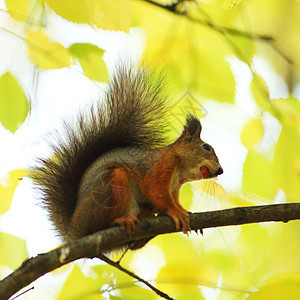 秋天森林中的松松鼠野生动物木头荒野动物头发坚果公园毛皮尾巴冒充图片