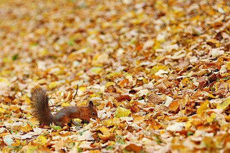 秋天森林中的松松鼠尾巴眼睛动物荒野哺乳动物冒充毛皮野生动物木头坚果图片