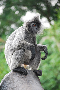 猴子猴丛林动物园野生动物叶子智慧头发灵长类动物哺乳动物树木图片