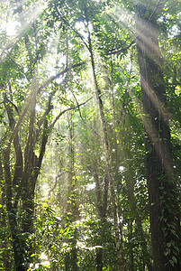 绿林丛林薄雾农村公园环境风景热带绿色晴天光束图片