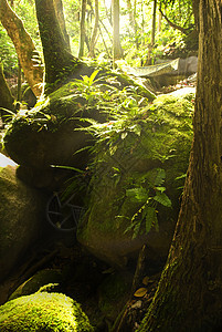 绿林树干环境薄雾娱乐丛林森林绿色风景光束日光图片