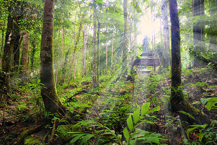 绿林树干雨林森林耀斑季节环境射线绿色风景叶子图片