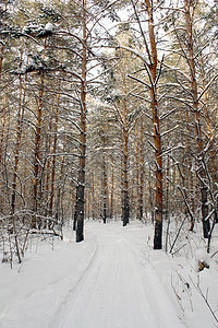 冬季森林季节天空树木地形松树针叶蓝色阳光白色图片