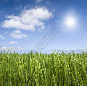 稻田农田蓝色植物食物生长孤独热带小麦环境叶子图片