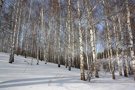 冬季火柴植物森林阳光树林天气蓝色公园城市天空地形图片
