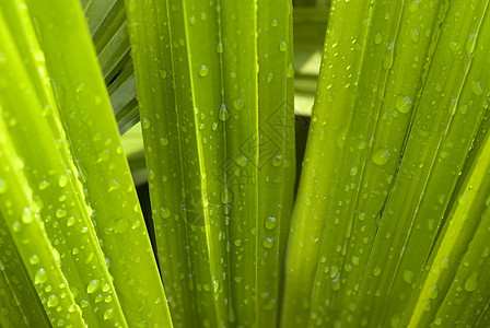 绿叶液体叶子环境生长雨滴公园植物草原花园花瓣图片