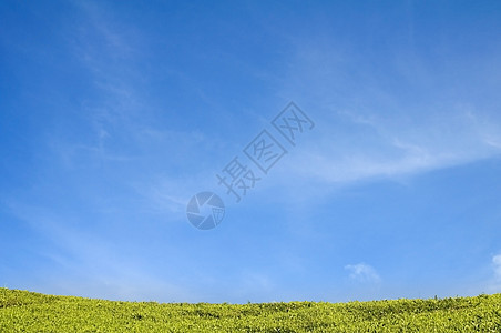 蓝色天空的绿地环境草地阳光天气季节场地场景全景植物牧场图片