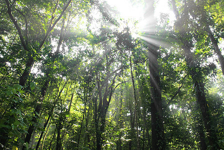 森林丛林耀斑晴天公园环境绿色雨林农村叶子太阳图片