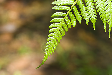 叶子花园植物细胞公园生长雨滴脊柱繁荣光合作用生活图片