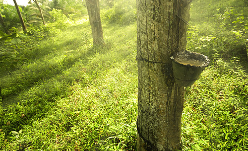 橡胶橡胶种植园背光乳胶阴影木头场景庄园植物群树干森林风景图片