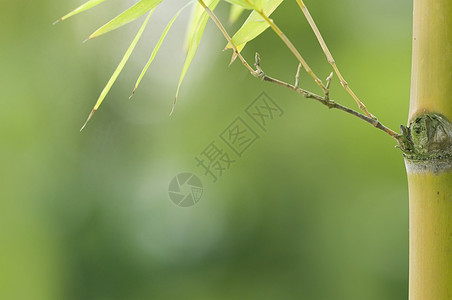 左侧有复制空间的竹竹背景图片