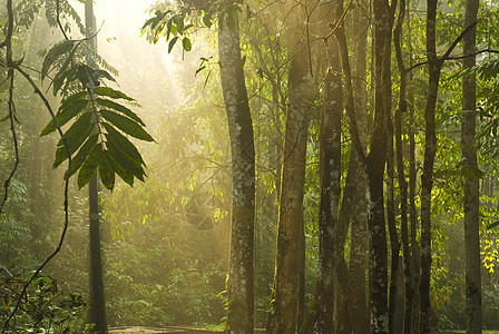 绿林叶子日光雨林绿色农村娱乐树干热带荒野森林图片