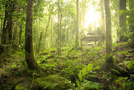 雨林荒野季节光束热带叶子绿色太阳风景公园阳光图片