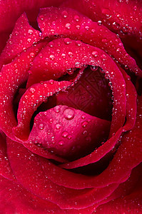 玫瑰风格装饰植物宏观香水明信片花瓣念日香气飞沫图片