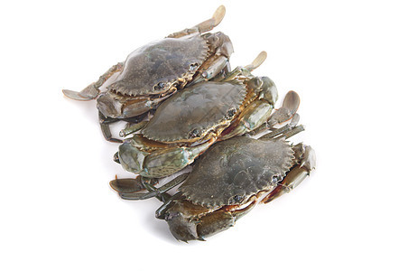 螃蟹动物甲壳眼睛海鲜龙虾白色贝类荒野食物宏观图片