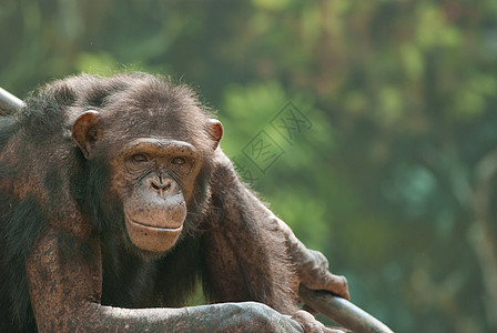 黑猩猩树木灵长类野生动物眼睛哺乳动物动物动物园智慧丛林头发图片