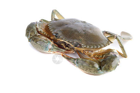 螃蟹白色天线野生动物海洋海鲜癌症绿色海岸食物荒野图片
