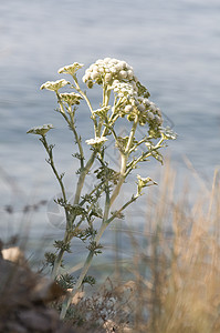 野虫林花图片