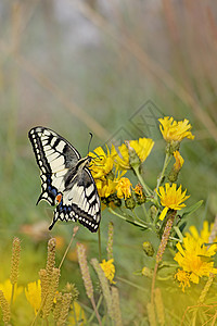 燕尾蝴蝶山楂季节草地花瓣白色荒野黄色花园森林昆虫图片