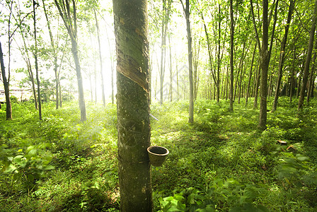 马来西亚森林橡胶树乳胶树木风景植物热带丛林橡皮场景太阳树干背景