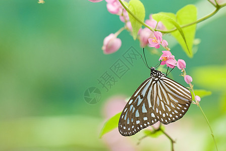 蝴蝶季节昆虫宏观天线花园飞行翅膀动物群野生动物图片